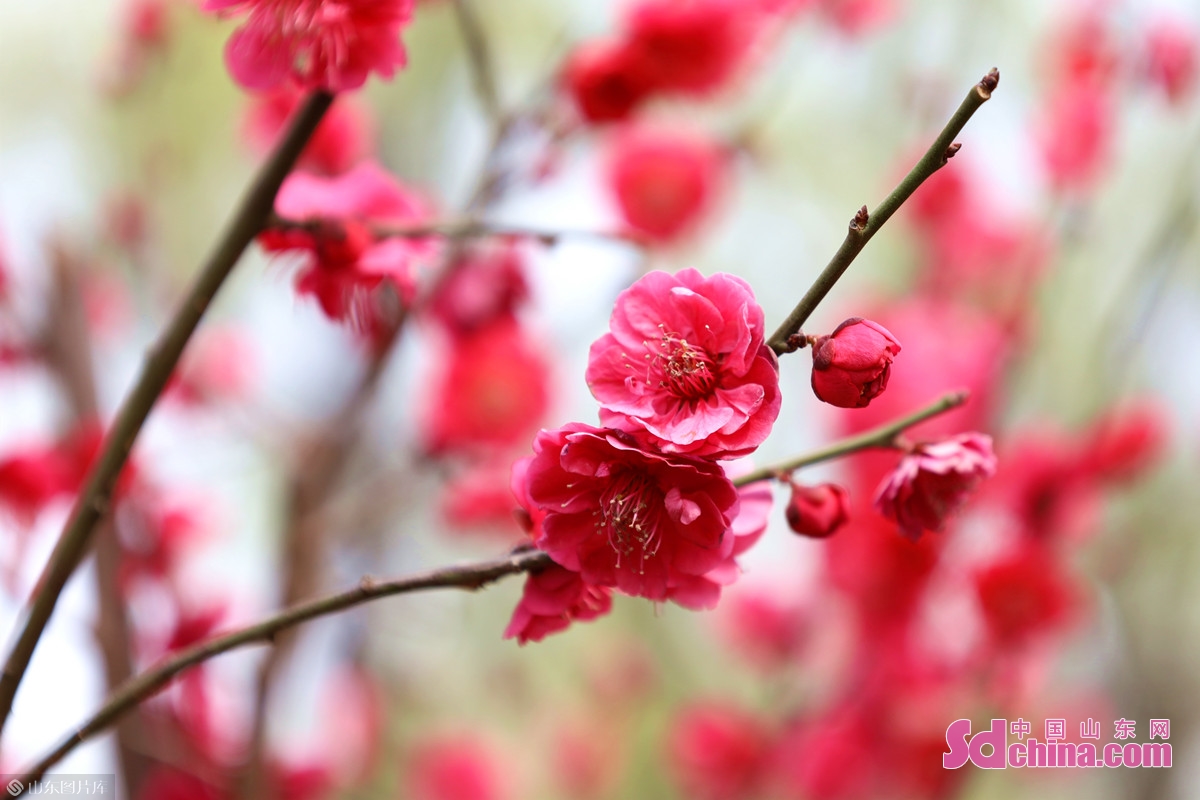 济南：几番春寒后，梅花自清芳
