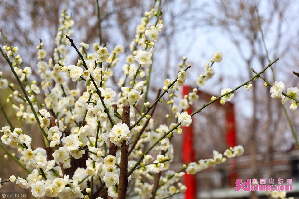 濟南:幾番春寒後,梅花自清芳