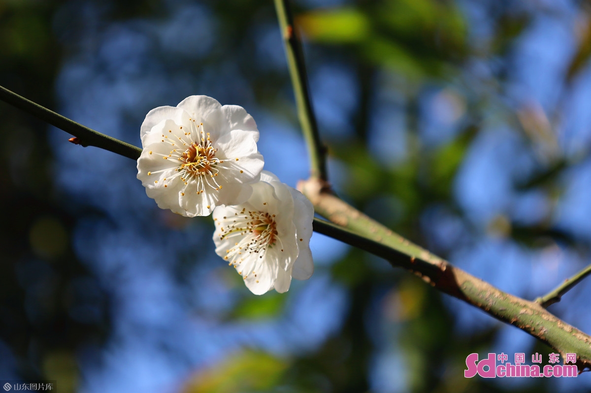 济南：几番春寒后，梅花自清芳