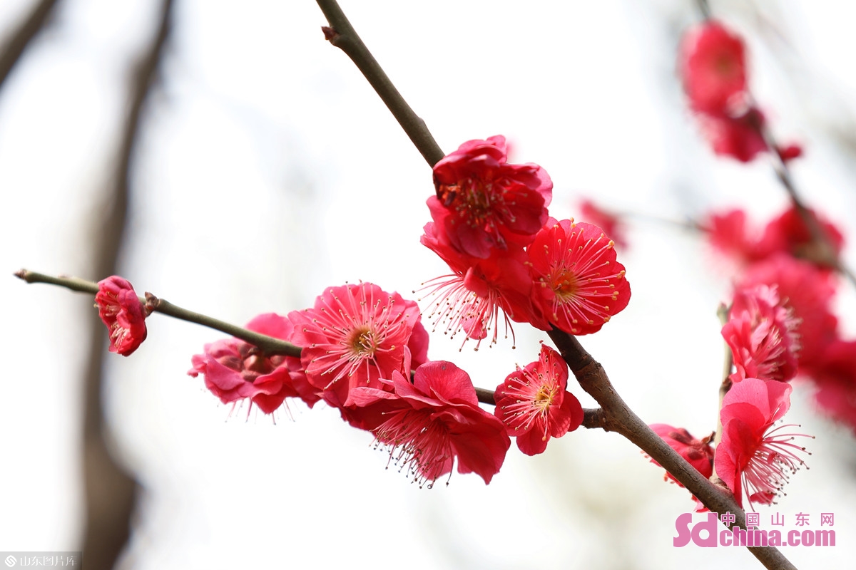 济南：几番春寒后，梅花自清芳