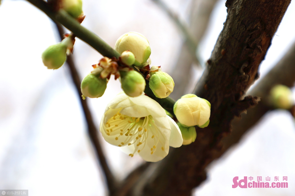济南：几番春寒后，梅花自清芳