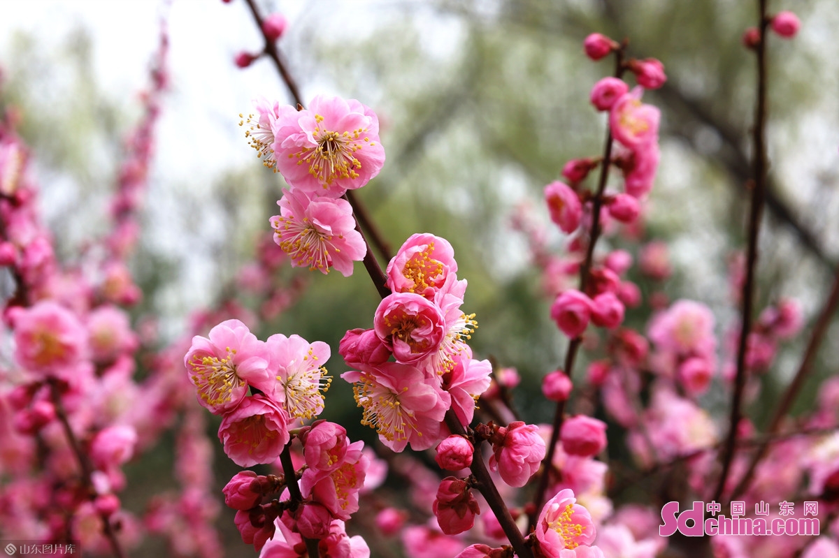 济南：几番春寒后，梅花自清芳