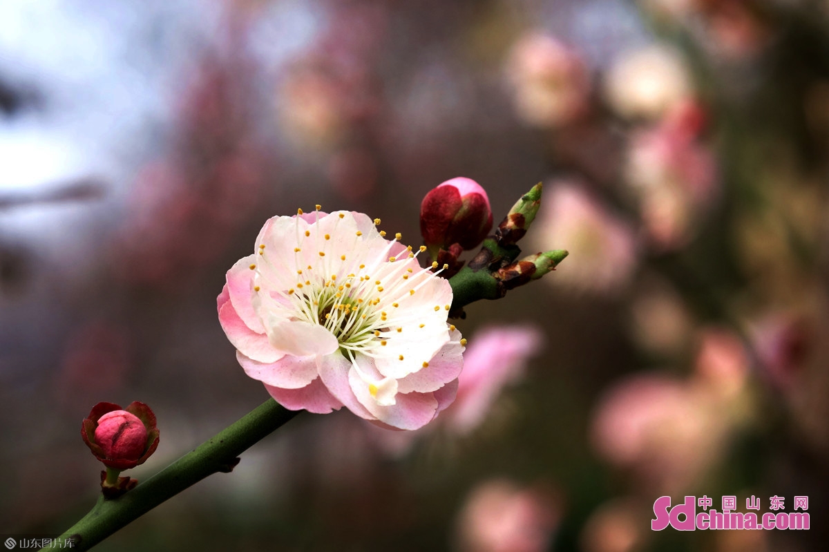 济南：几番春寒后，梅花自清芳
