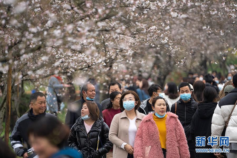 春回英雄城，共赴樱花约——援鄂医护代表重返武汉赏樱记