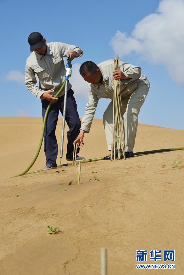 Tanggal 12 Maret Adalah Hari Tanam Pohon Nasional_fororder_zs14