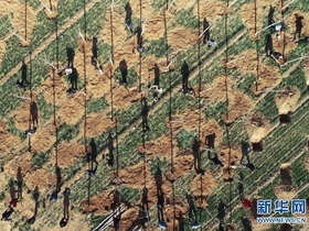 Tanggal 12 Maret Adalah Hari Tanam Pohon Nasional