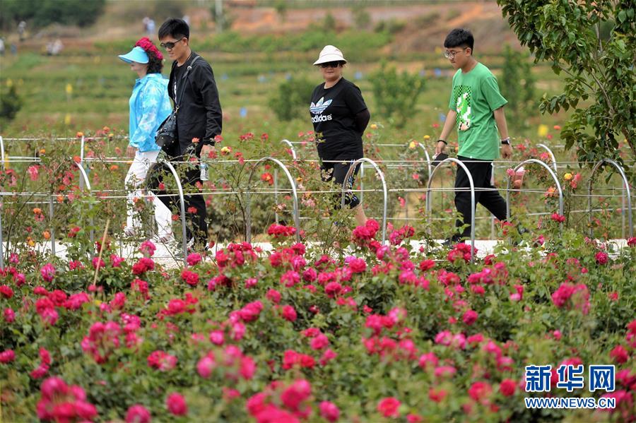 云南安宁：五月的鲜花 甜蜜的生活