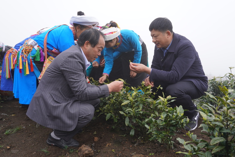 荒山已向金山变普安县2000亩白叶一号感恩茶园实现投产