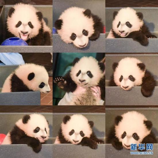 华盛顿国家动物园大熊猫接受体检 呆萌九连拍