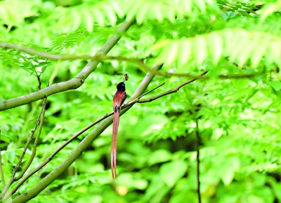 “林中仙子”壽帶鳥現身武漢龍靈山