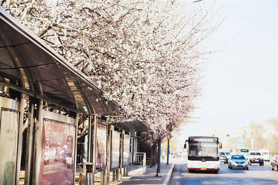 大连：最美报春站桃花迷人眼_fororder_大连2