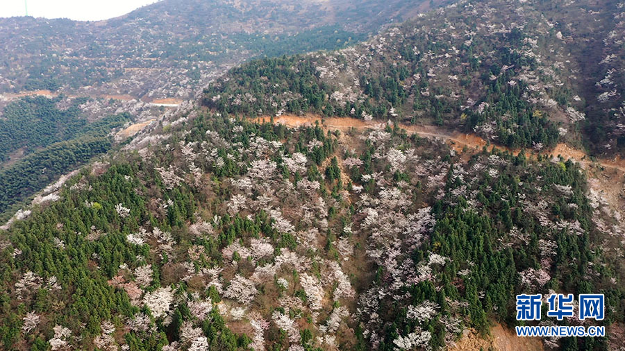 大幕山万株野樱花如云绽放