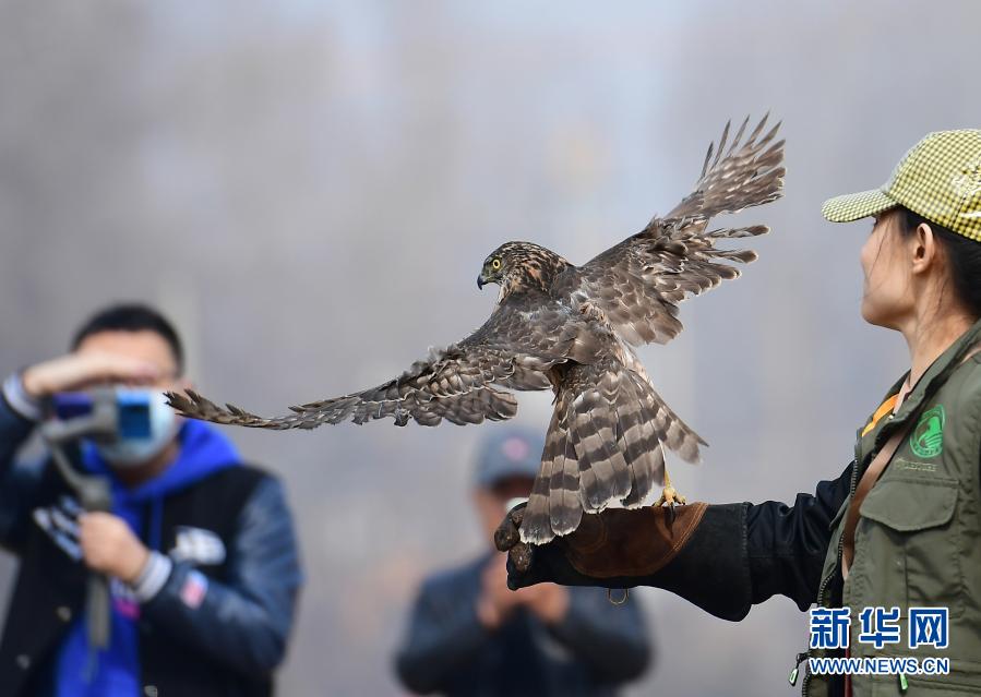 沈阳：救助猛禽康复放飞