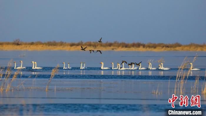 Tstuntsu Swan sun tsaya a fadamar tabkin Bosten na jihar Xinjiang_fororder_127010380_zsite