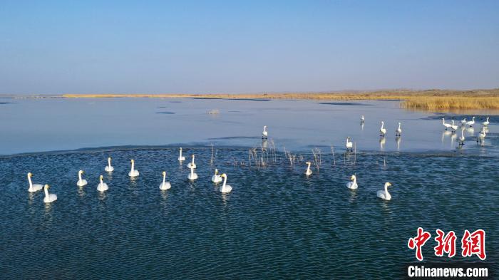 Tstuntsu Swan sun tsaya a fadamar tabkin Bosten na jihar Xinjiang_fororder_127010360_zsite