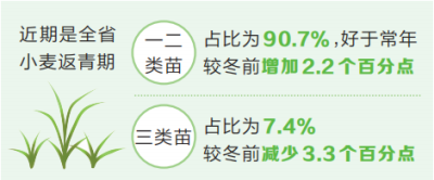 一二類苗佔比90.7% 河南省小麥苗情好于常年