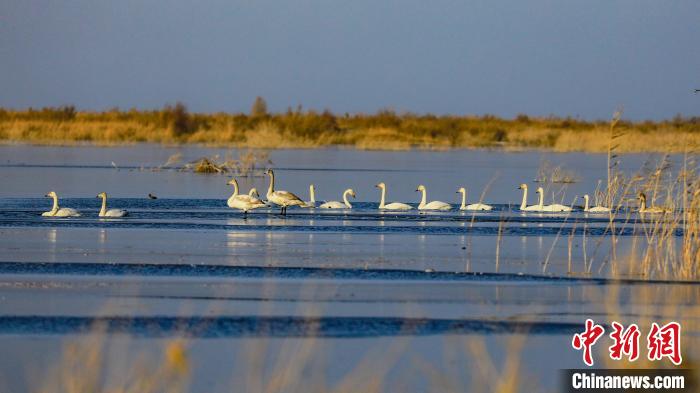 Tstuntsu Swan sun tsaya a fadamar tabkin Bosten na jihar Xinjiang_fororder_127010370_zsite