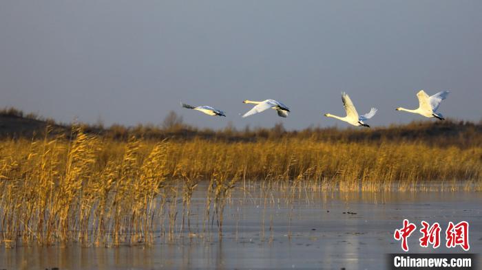 Tstuntsu Swan sun tsaya a fadamar tabkin Bosten na jihar Xinjiang_fororder_127010350_zsite