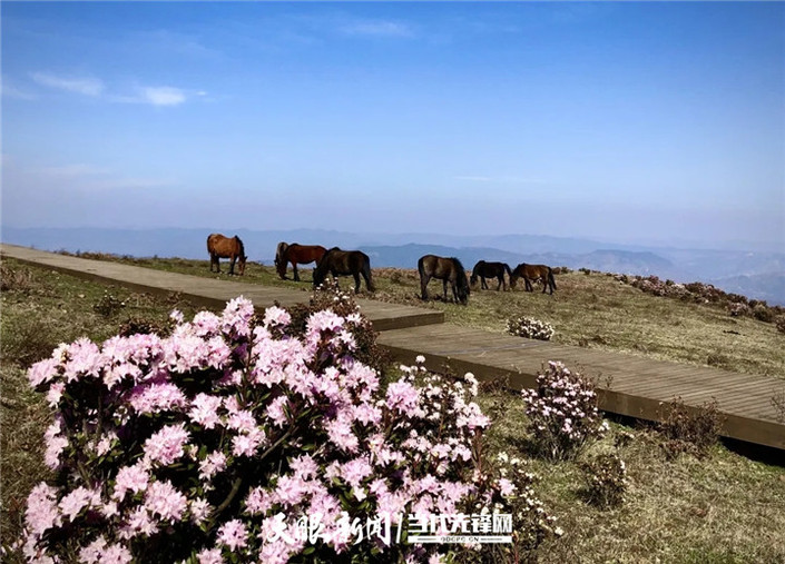 （旅游）乌蒙大草原：杜鹃花开春意浓 草原风光美