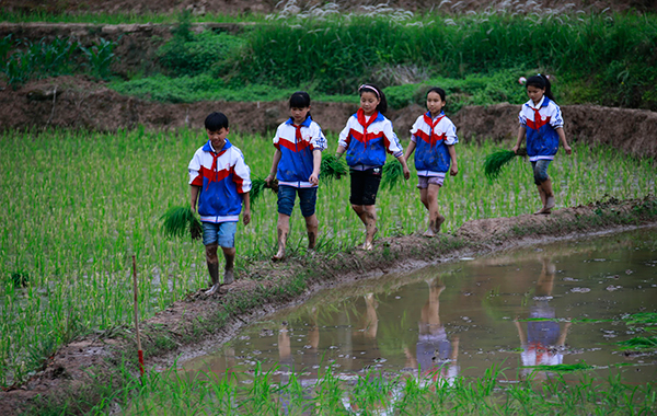 学生,在老师和课外辅导员的带领下走进兴仁镇南坝村的农田,学习插秧等