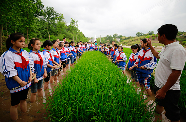 学生,在老师和课外辅导员的带领下走进兴仁镇南坝村的农田,学习插秧等