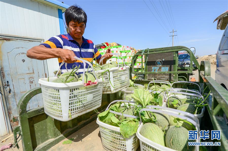 新疆吐鲁番：瓜果熟了