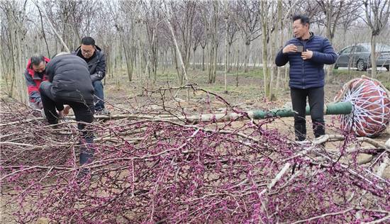 【已過審】許昌鄢陵：又是紫荊花開時 特色苗木出圃忙