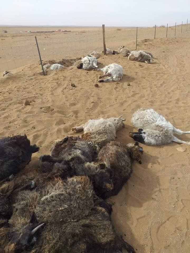 蒙古国特大沙尘暴遇难人数升至10人 仍有11人失踪