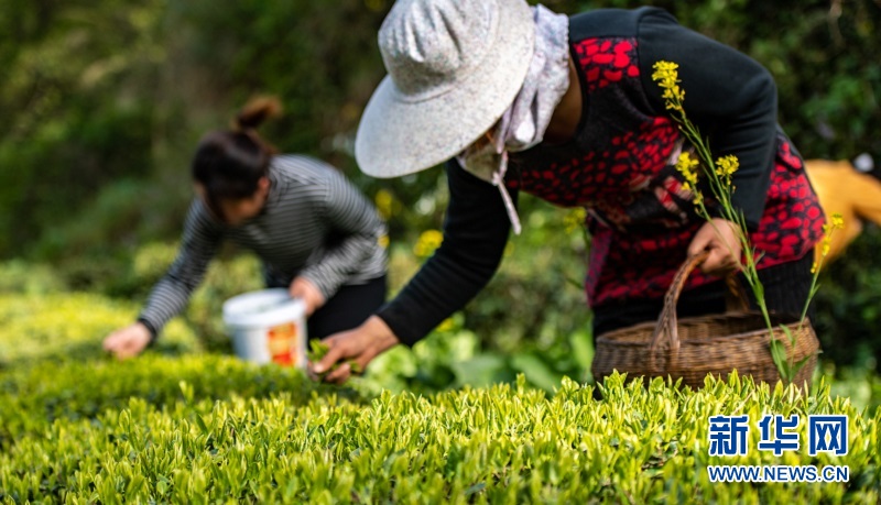 湖北秭归：万亩茶园吐新绿 茶农抢采“明前茶”