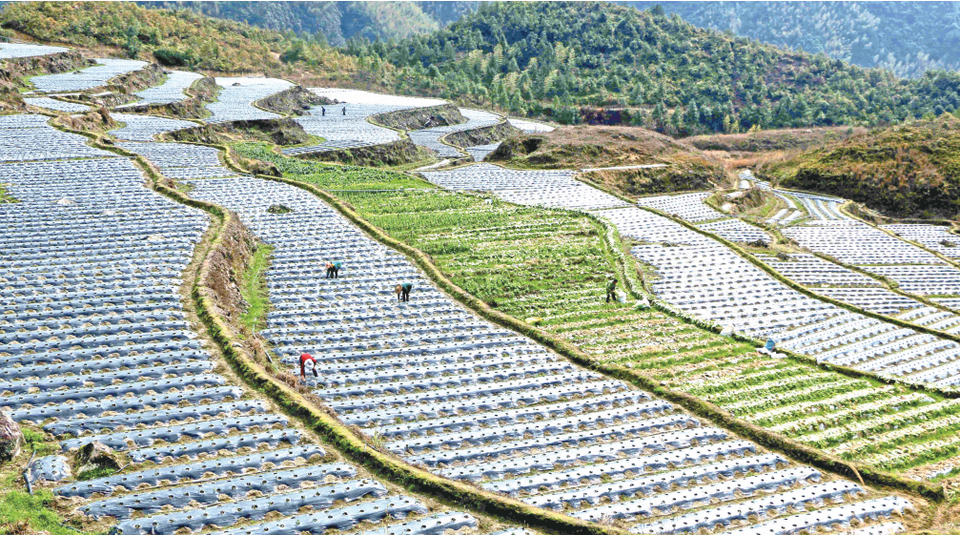 寿宁县托溪乡大黍村发展高山生态蔬菜300多亩