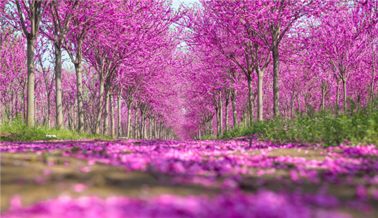 【已過審】許昌鄢陵：又是紫荊花開時 特色苗木出圃忙