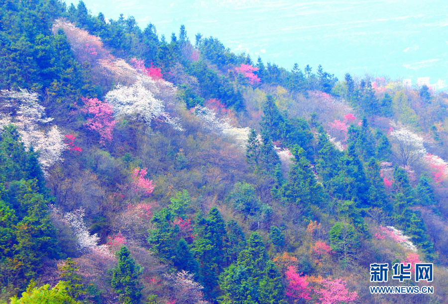 廣西全州：山櫻花開爛漫時