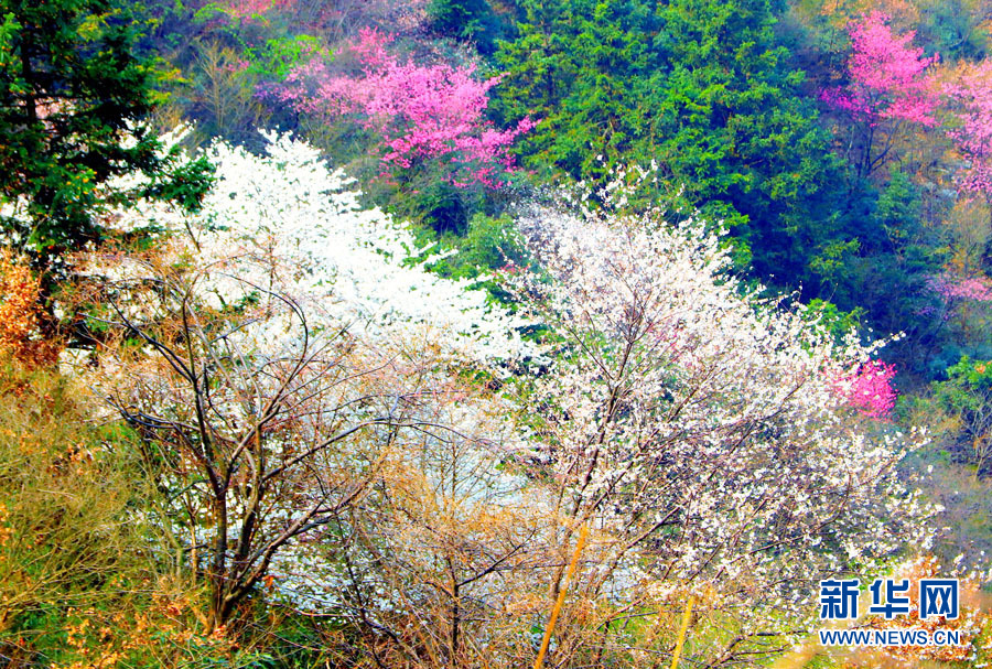 廣西全州：山櫻花開爛漫時