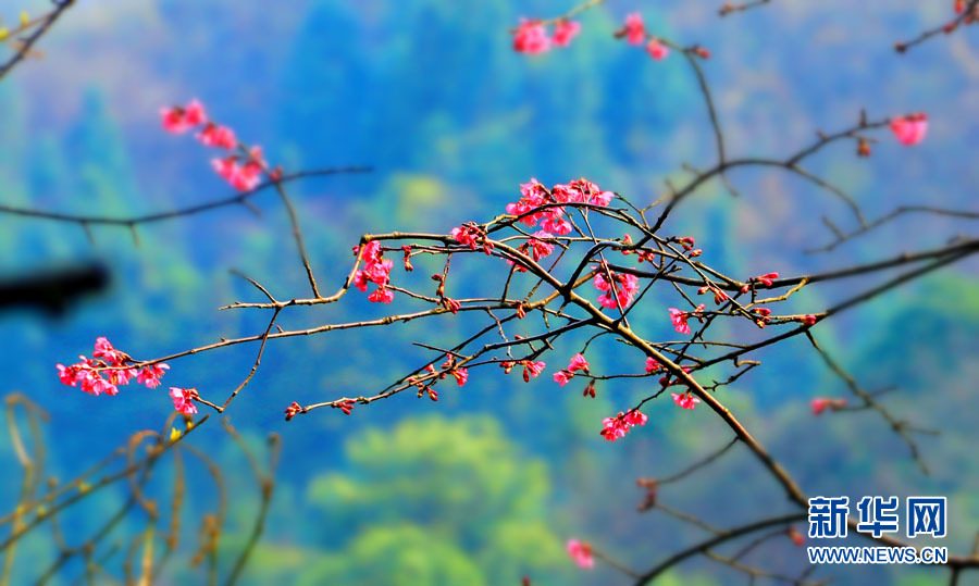 廣西全州：山櫻花開爛漫時