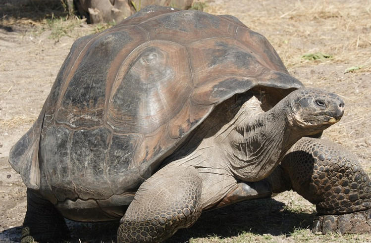 183岁陆龟成全世界最高寿生命体组图