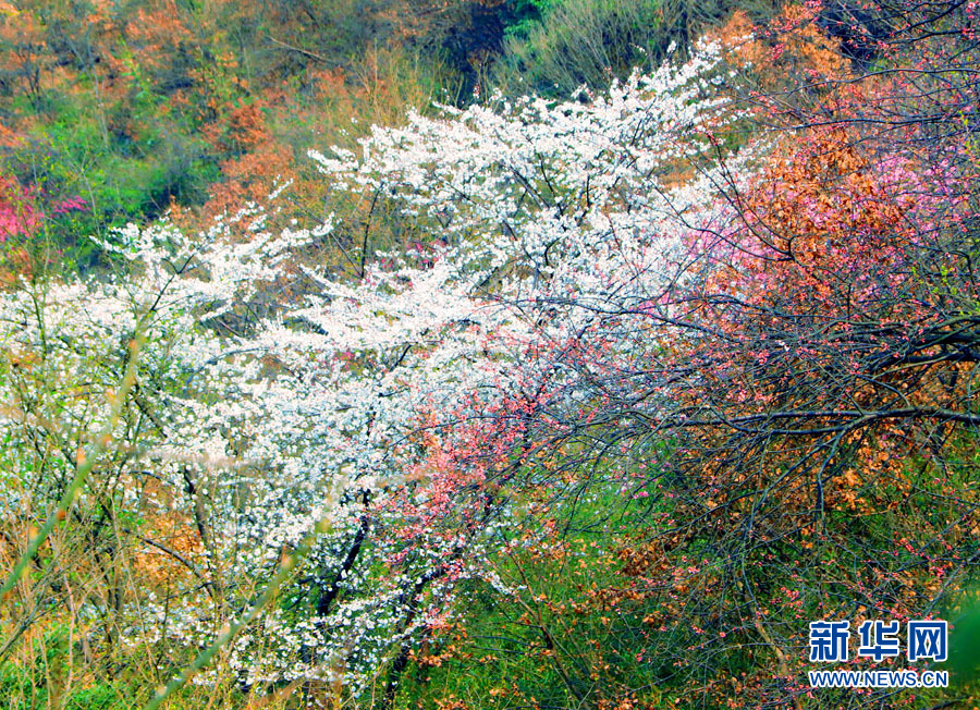 廣西全州：山櫻花開爛漫時
