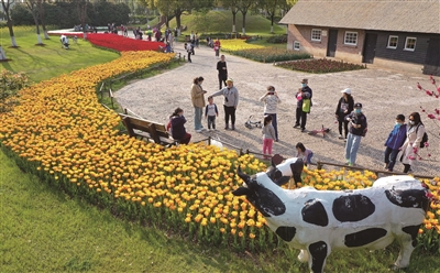 （头条）南京绿博园郁金香引来市民观赏