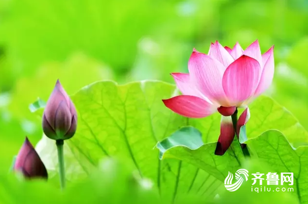 【頭條摘要】生態·文明·綠色彰顯山東版“綠水青山”style