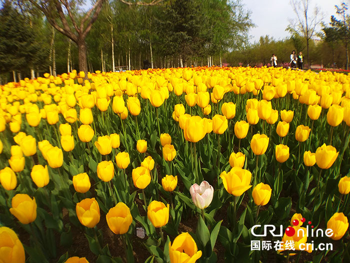 06【吉林】【原創】【CRI看吉林（標題）】長春公園：鬱金香花開靚春城