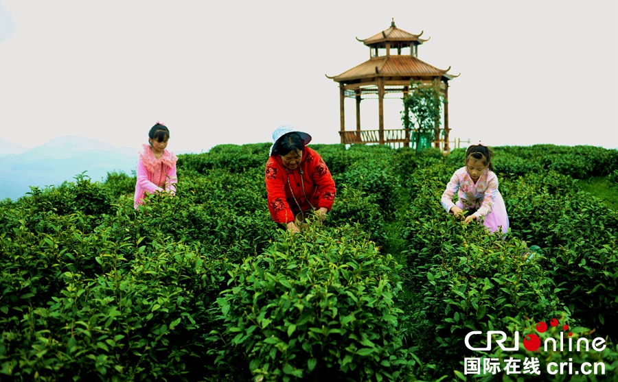 貴州沿河：14.73萬畝春茶陸續開採（組圖）_fororder_黃慶2