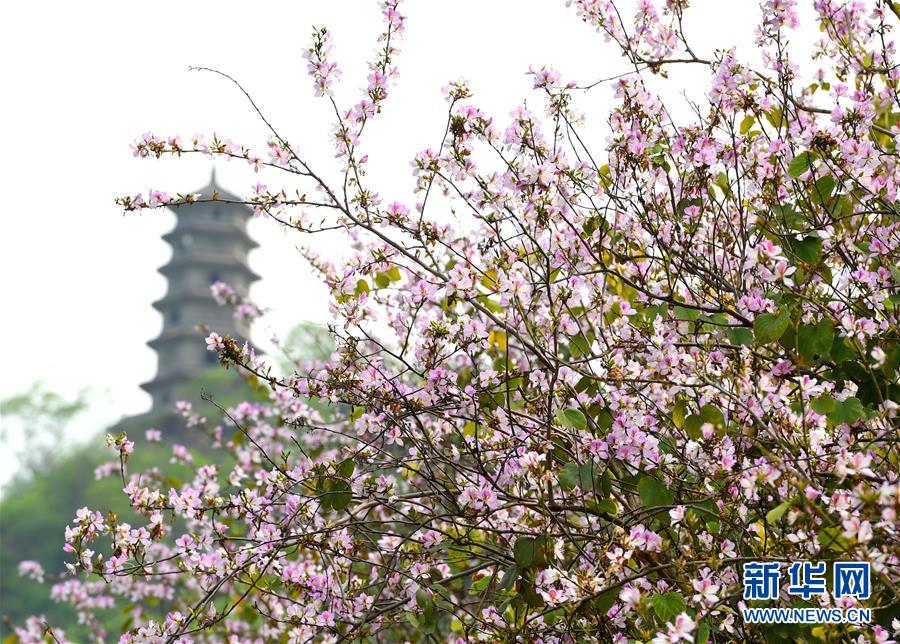 广西柳州：洋紫荆盛开 城市成花海