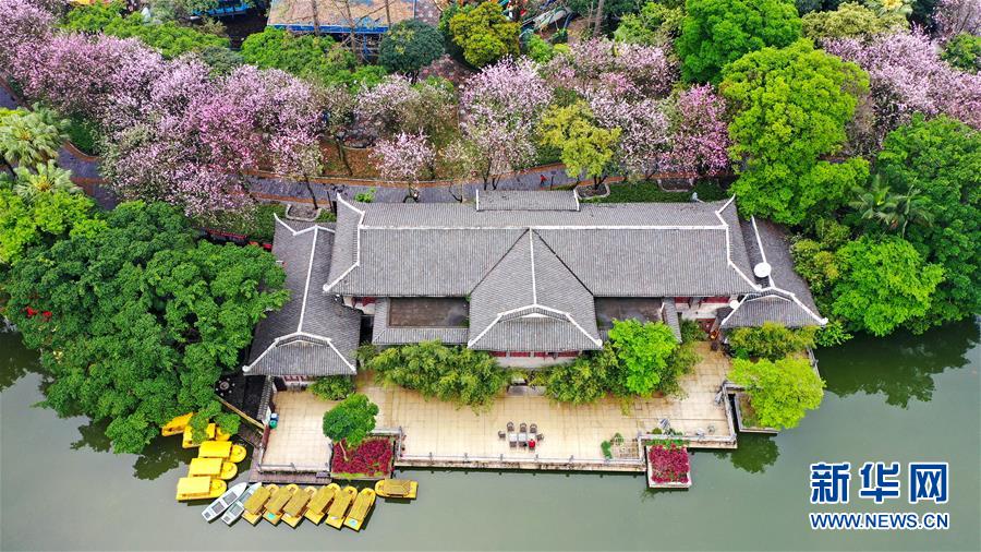 广西柳州：洋紫荆盛开 城市成花海