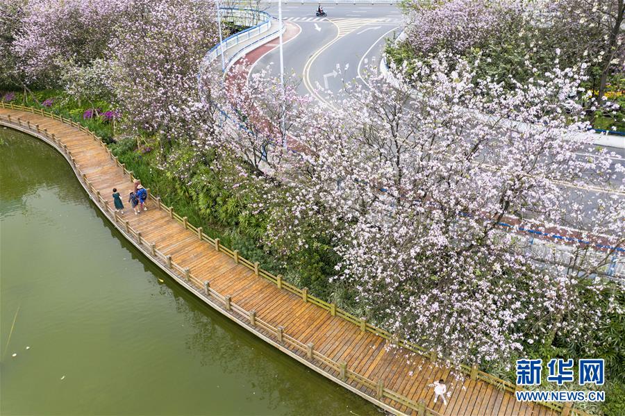 广西柳州：洋紫荆盛开 城市成花海
