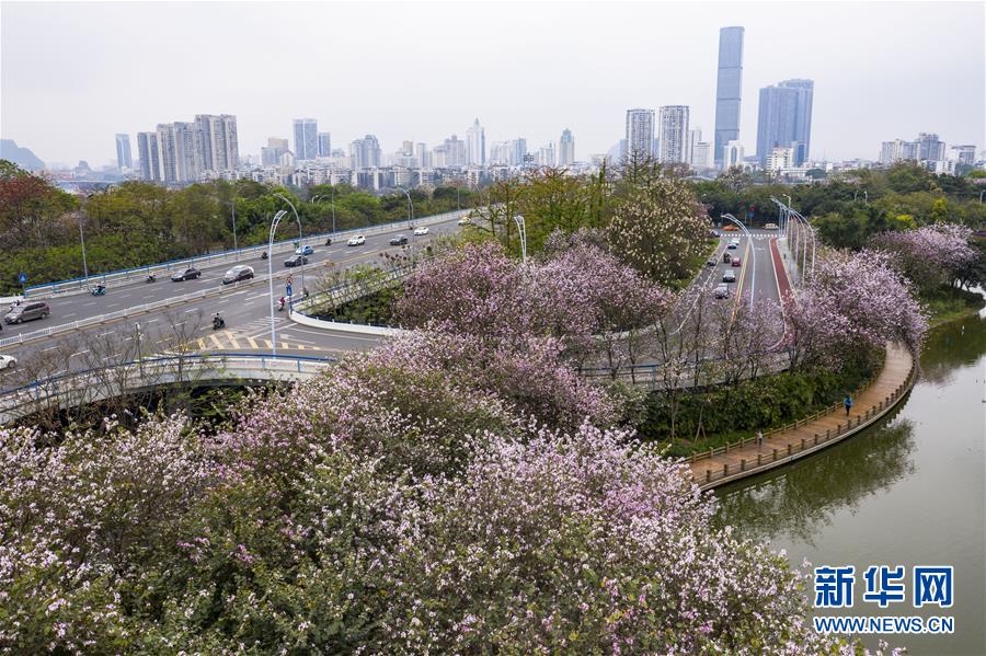 广西柳州：洋紫荆盛开 城市成花海