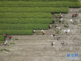 Bangkitkan Pertanian Dengan Berbagai Acara di Tiongkok Selatan