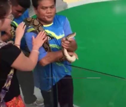 中国女游客亲吻蟒蛇被咬住鼻子 血流满面(组图)
