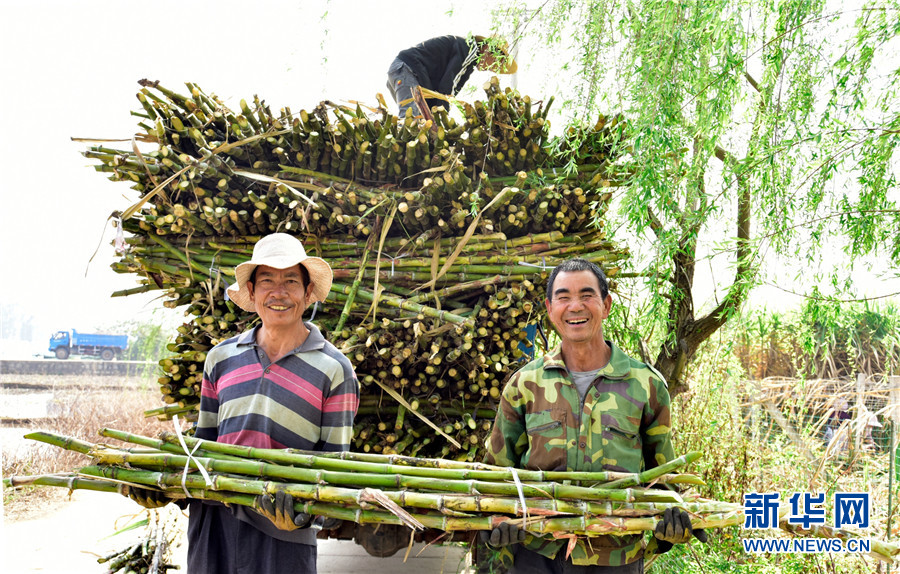 云南弥勒：古法制糖熬出村民甜蜜生活