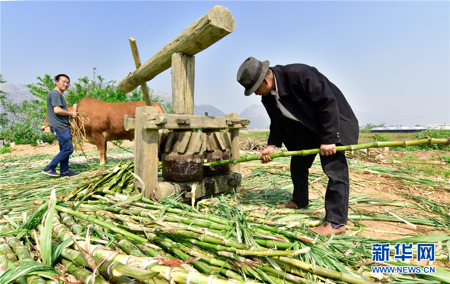 云南弥勒：古法制糖熬出村民甜蜜生活