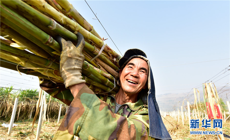 云南弥勒：古法制糖熬出村民甜蜜生活