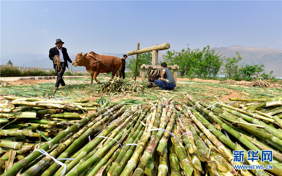 云南弥勒：古法制糖熬出村民甜蜜生活